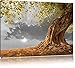 Produktbild Pixxprint Baum als Leinwandbild | Größe: 100x70 cm | Wandbild| Kunstdruck | fertig bespannt