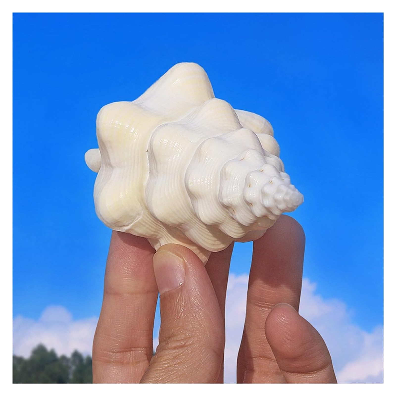 Grandi Conchiglie Marine, Conchiglia Naturale, Conchiglie da 13-14 cm, enormi Conchiglie oceaniche for Decorazioni for la casa for Matrimoni, acquari, Feste a Tema