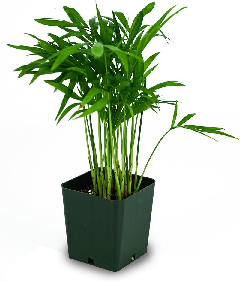 Chamaedorea elegans - Neanthe Bella (Parlor Palm)