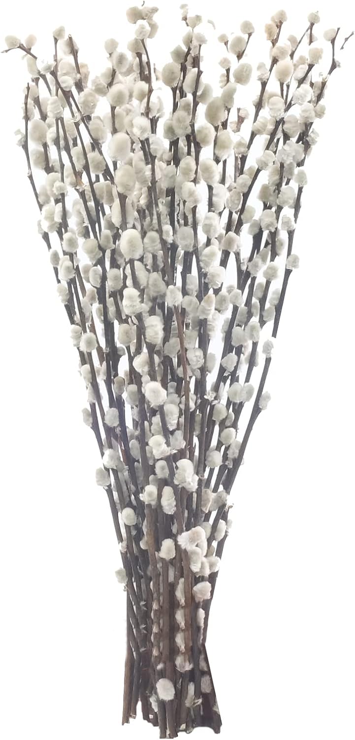 SKIEHAN 40 Stems 17.5 Inches 100 Natural Dried Pussy