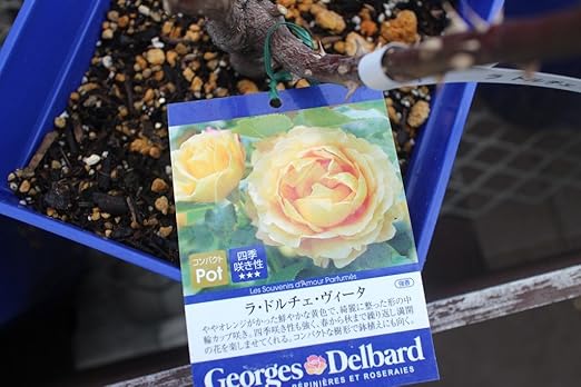 Amazon 花苗 バラ苗大苗 剪定済 ラ ドルチェヴィータ 期間限定 花