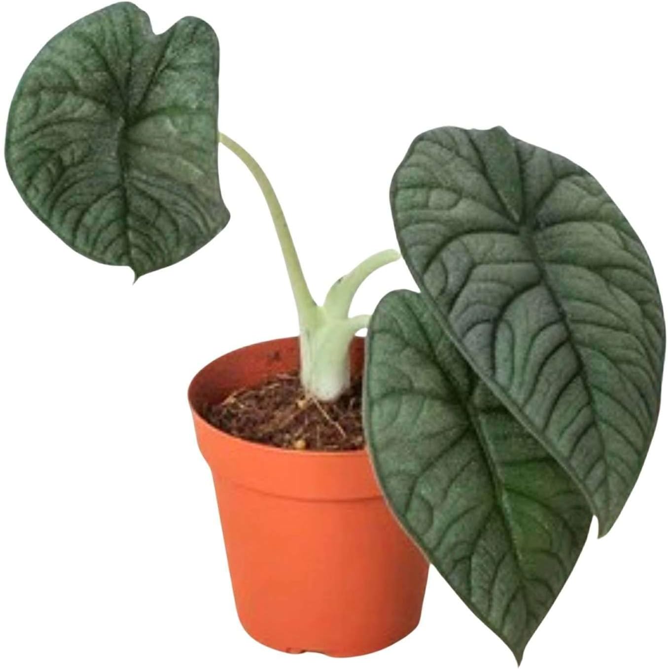 Alocasia Melo Live Plant for Indoor | Different Houseplants in 4'' & 6'' Pot | Real House Plant for Living Room, Office, Desk & Bathroom | Elephant Ear | Alocasia Rugosa