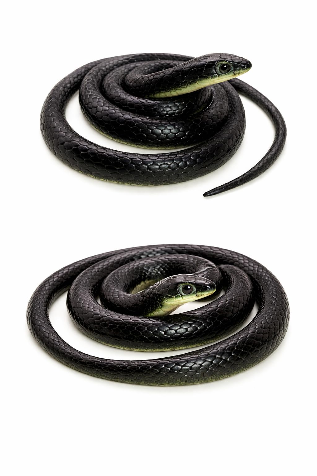 Crafts and Toys Realistic Rubber Snakes Prank Toys (Pack of 2)| Halloween Party Decoration and Prank Toys & Gifts, Magic Shows Toy Snake for Kids | Practical Joke Fake Snake for Kids (S792)-image-22