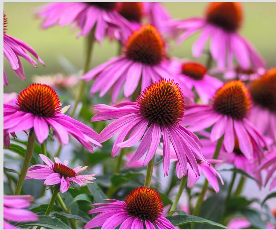Echinacea purpurea Purple Coneflower Live Plants Hardy Perennial Flower Container Grown Nursery Plants 3 Inch Pots (5 Pack)