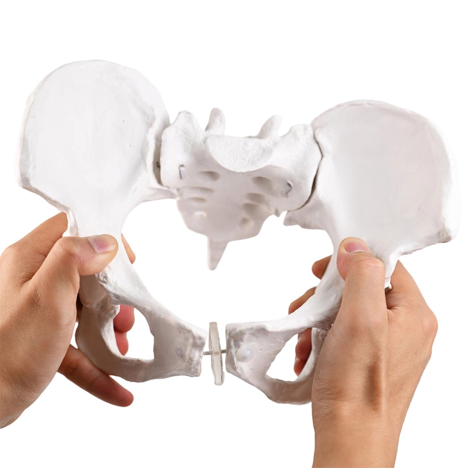 Modello di bacino femminile con ostetricia bambino insegnamento donne aiuto mobile per ostetrica educativa femmina e bambino