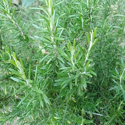 1000+ Rosemary Seeds for Planting-Non-GMO Heirloom Herbs Plant Seeds Garden Outdoor