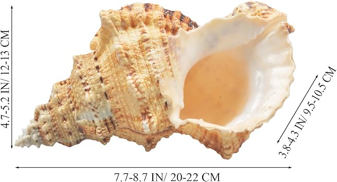 Large Natural Sea Shells, Murex Ramosus shells, Huge Ocean Conch 18-20 cm Jumbo Seashells Perfect for Wedding Decor Beach Theme Party, Home Decorations,DIY Crafts, Fish Tank and Shell Collectors (5)