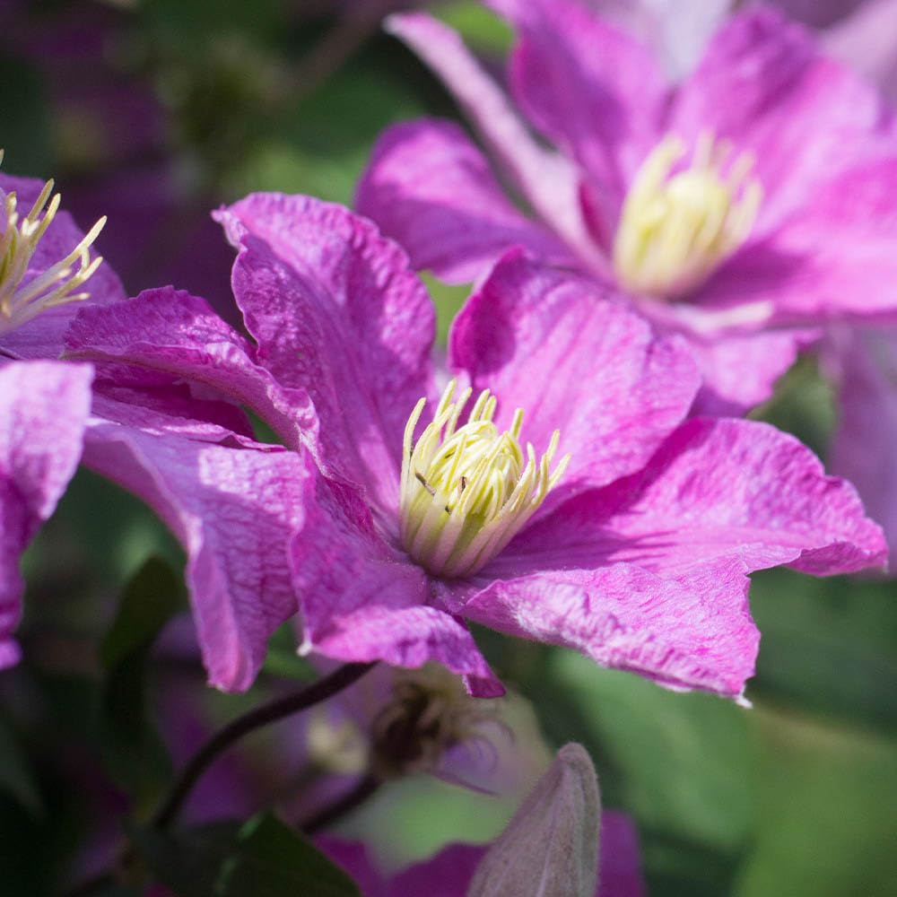 YouGarden - Late Season Flowering Clematis 'Comtesse De Bouchard' in a 9cm Pot