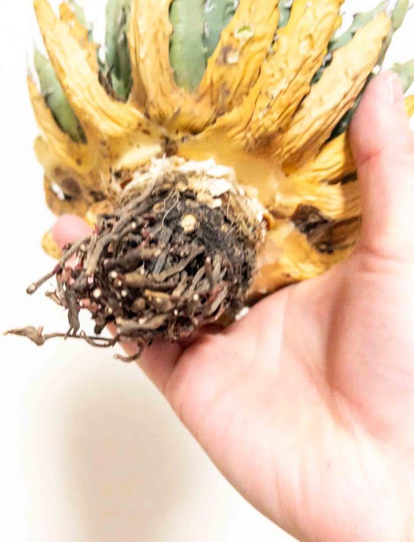 55 ユタエンシス エボリスピナ 現地株 ベアルート 陽炎 アガベ 子株