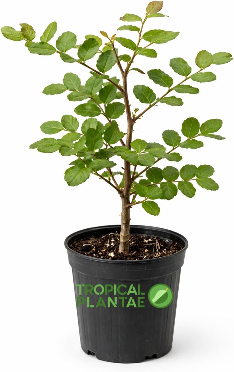 Carob Tree (Ceratonia Siliqua) – Live Mediterranean Fruit Tree – Hardy & Long-Living – USDA Certified