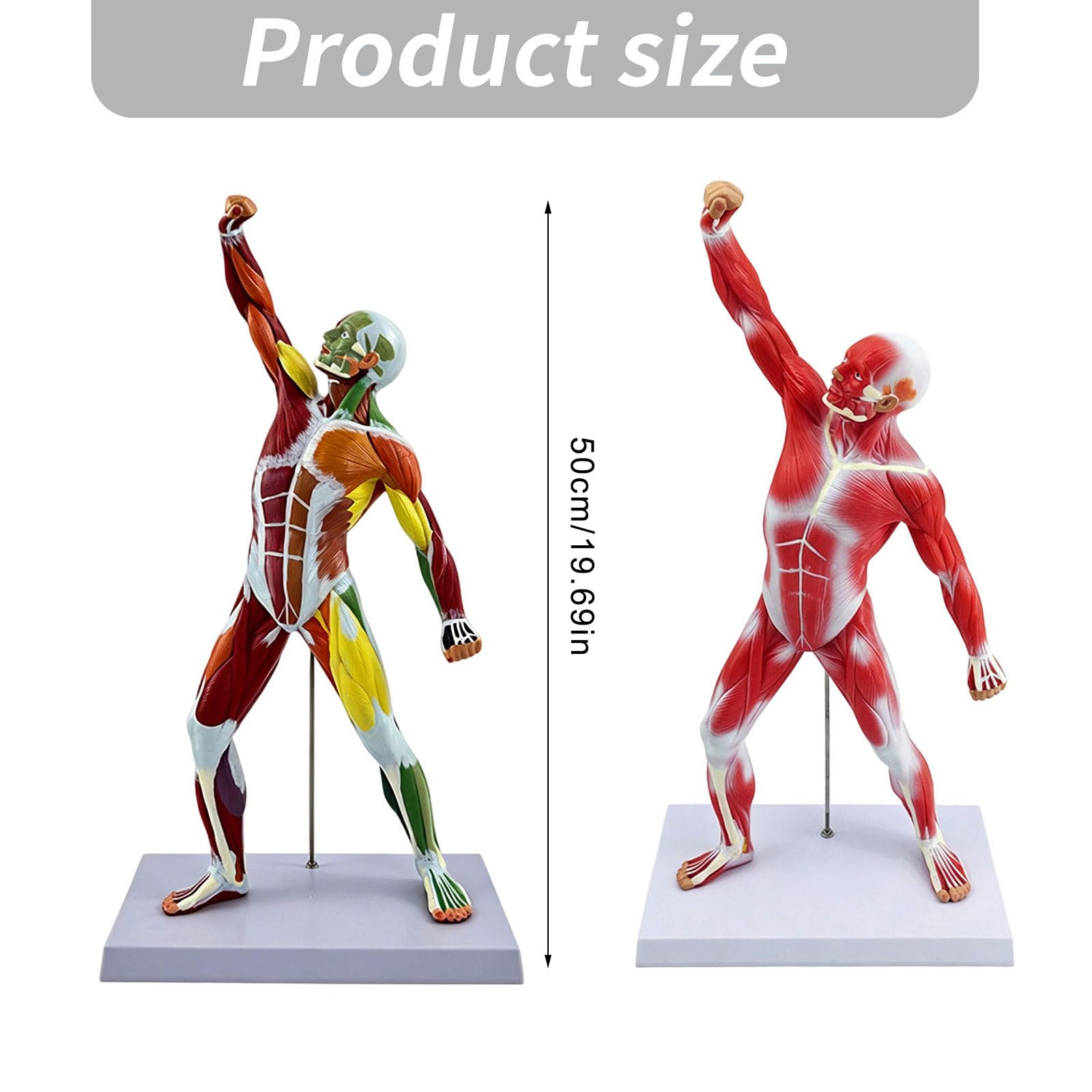 Modello di anatomia del muscolo scheletrico strumento didattico dettagliato dei medici con identificazione accurata del muscolo per uso dello studio Modello di insegnamento clinico