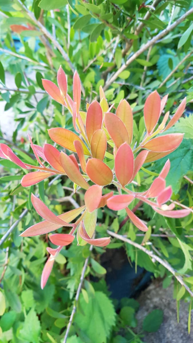 Callistemon laevis/Rince bouteille/Conteneur de 3 à 4 litres