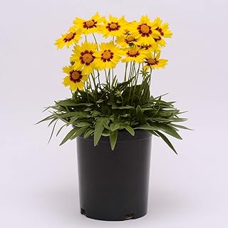 Coreopsis Plants Seeds 30pcs Organic Coreopsis basalis Wildflower Fresh Premium Easy to Grow Flower Seeds for Planting Garden Yard Planting