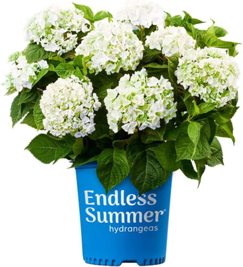 Blooming & Beautiful - Blushing Bride Bigleaf Hydrangea - 3 gal - Endless Summer - Deciduous Shrub - Showy White Blooms - Hardiness Zones 5-9 - Hydrangea macrophylla 'Blushing Bride’ - 3 Gallon Pot