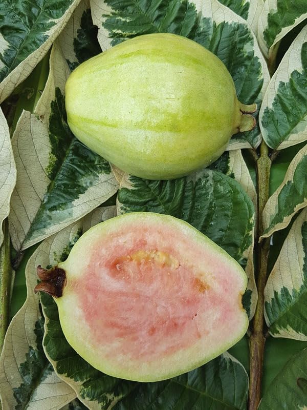 Image of Natura GreenHouse Original 1 Live Variegated Guava Amrud Plant hybrid all seasons Height 1.5-2 FT (Variegated Guava)