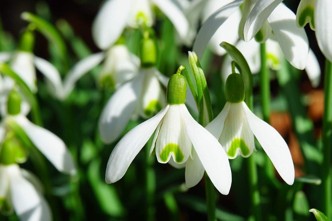 25 Snowdrops Bulbs - Galanthus Nivalis