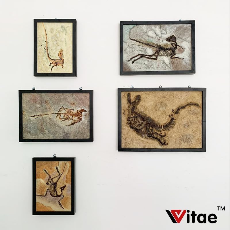 Microraptor Fossil Dinosaur Model Collector Home Decor Photo Frame Gift