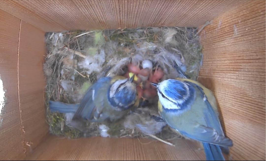 Smart Bird Box con fotocamera da 5 MP – Nido a energia solare per birdwatching dal vivo, rilevamento del movimento e acquisizione video, casetta per uccelli in legno resistente alle intemperie