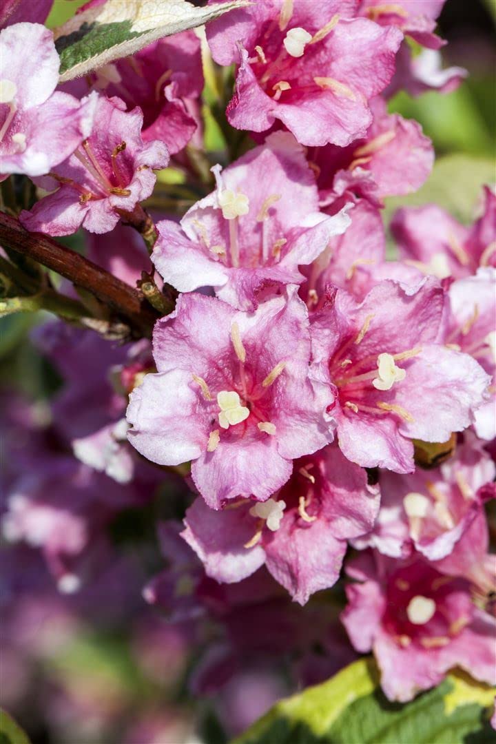 Weigelie Weigela florida Nana Variegata 100-125 cm winterhart | Buntlaubig, sommerbluehend, bienenfreundlich, schnittvertraeglich, ideal fuer Hecke, Beet und Kuebel, sonnig bis halbschattig