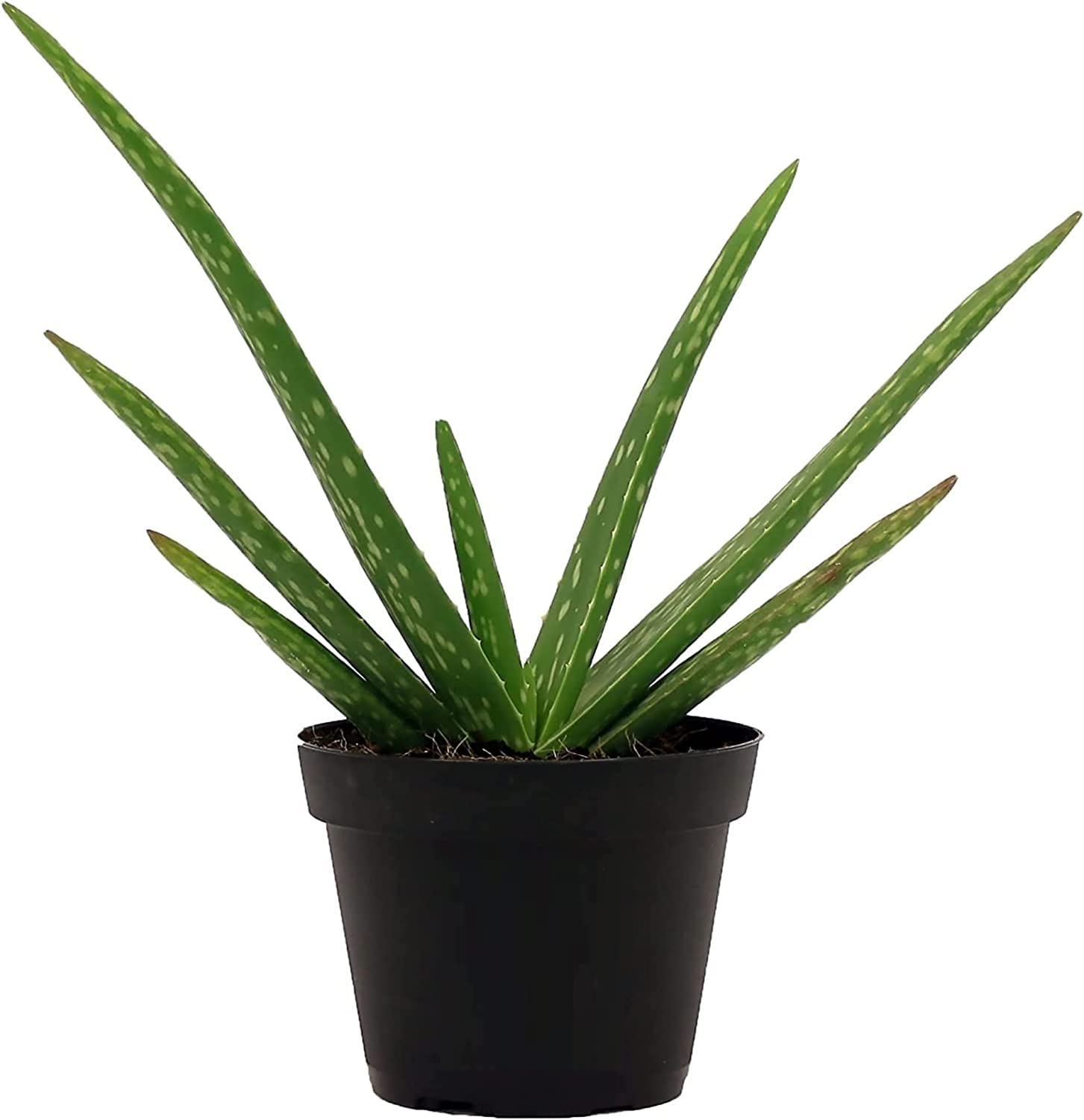 Polygon Green Aloe Vera,Live Succulent Plant, Easy Care Indoor Houseplant in Grower Pot, Natural Room Air Purifier in Soil, Living Room or Office D�cor, New House Warming Gift,6-8 Inches Tall(Pack-1) (B0C4YM446Z) Amazon Price History, Amazon Price Tracker