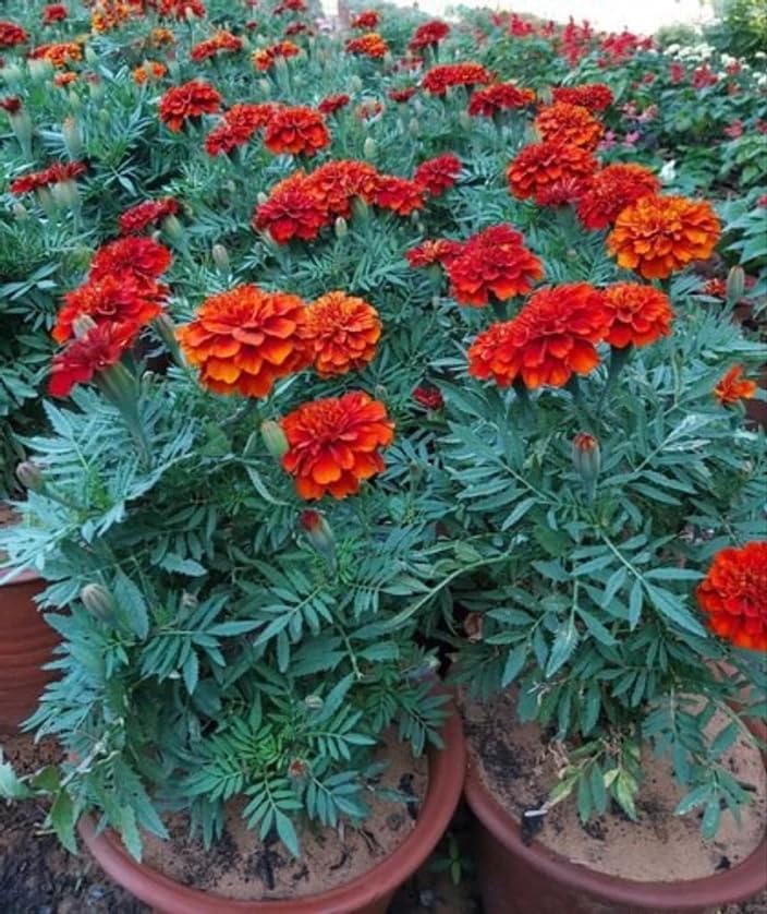 Red Marigold Flower Seeds for Planting – Easy to Grow, Bright Blooms, Ideal for Home Garden & Pots(Pack of 100 Seed)