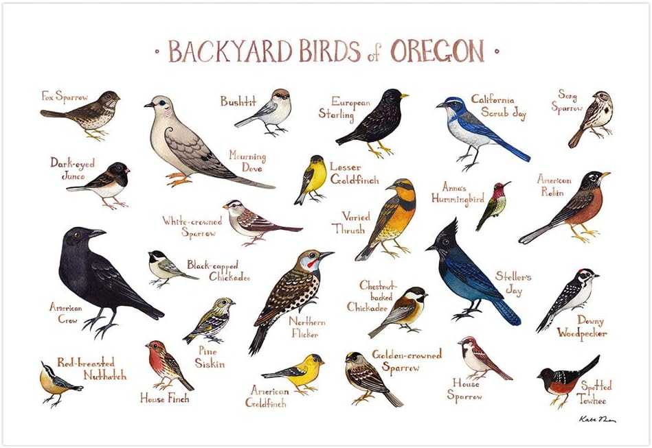 Backyard Birds of Oregon Field Guide Art Print