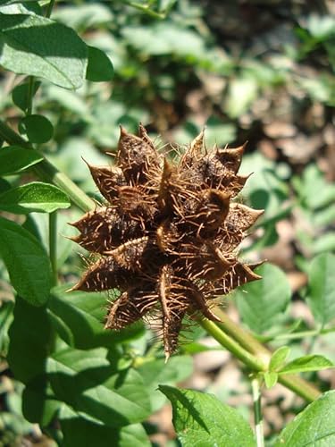 Süßholz (Glycyrrhiza glabra) - ca. 20 Samen