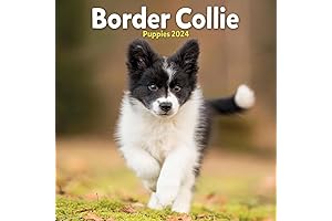 Border Collie Calendar 2021: Captivating Monthly Views of Adorable Border Collie Puppies