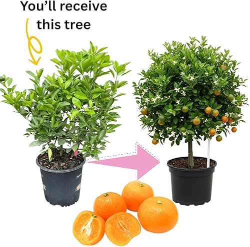 Miniatura 2 de Árbol calamondin Calamansi de 3 pies vivo en maceta de 2 galones, árbol de cítricos resistente para cultivo al aire libre, flores fragantes, no se