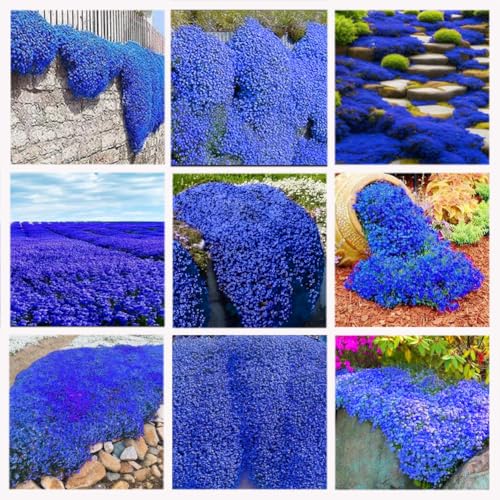 10000 Creeping Thyme Seedsï¼ŒCreeping Thyme Plantsï¼ŒG