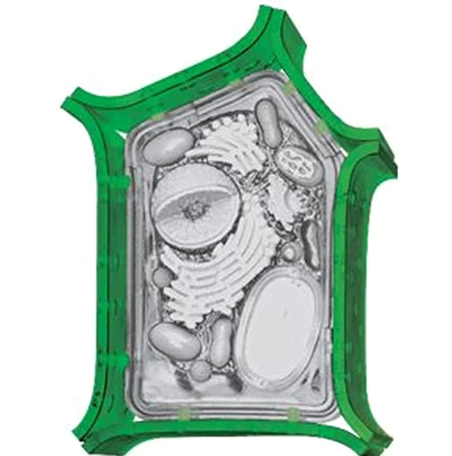 Modell der Pflanzenzellanatomie, medizinischer Unterricht, Pflanzenzellmodell mit 26 abnehmbaren Teilen, biologische experimentelle Lehrmittel for Chloroplastenorganellen