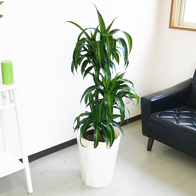 Amazon Co Jp ドラセナ ハワイアン サンシャイン スタイリッシュな白色鉢カバー付 観葉植物 中型 大型 インテリア Diy 工具 ガーデン