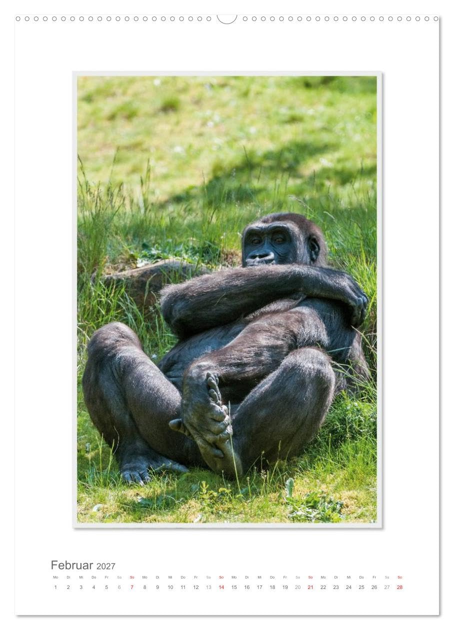 CALVENDO - Emotionale Momente: Aus dem Leben der Familie Gorilla. (hochwertiger Premium Wandkalender 2027 DIN A2 hoch), Kunstdruck in Hochglanz: Zauberhafte Bilder von unserem nächsten Verwandten. Gor