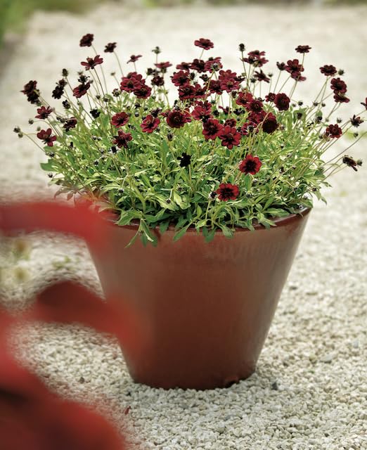 Cosmos atrosanguineus Chocamocha Cosmos 3 Plug Plants