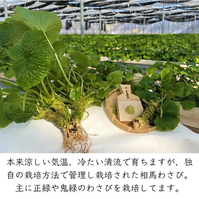 Amazon | 福島産 生 葉わさび 85g／袋｜国産 福島 福島県 アグリコア