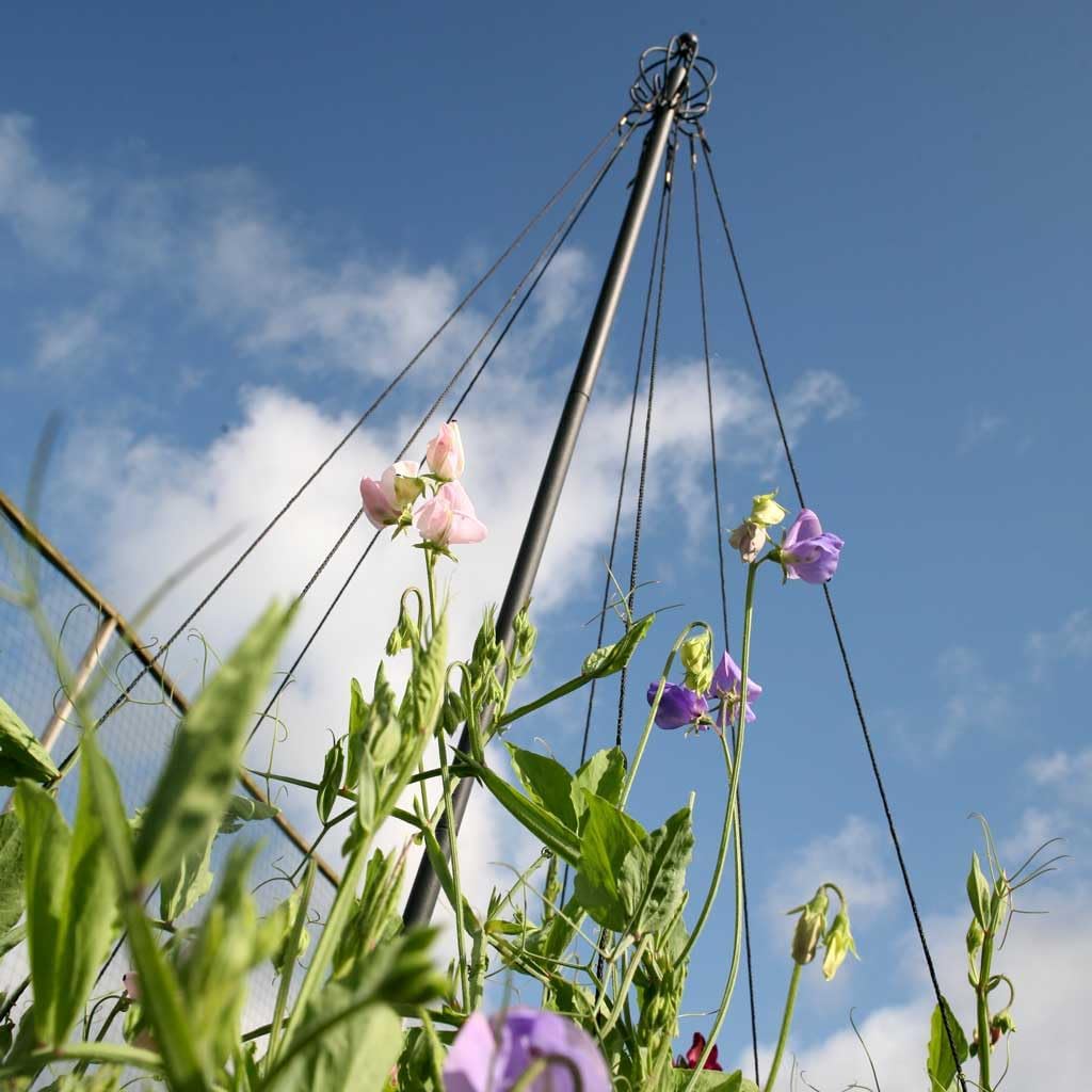 Garden Maypole | Easy to Store Plant Support | Climbing Plants | Garden Tepee | Growing Sweet Peas Beans | Black, 100 x 100 x 190 cm | Frame010101