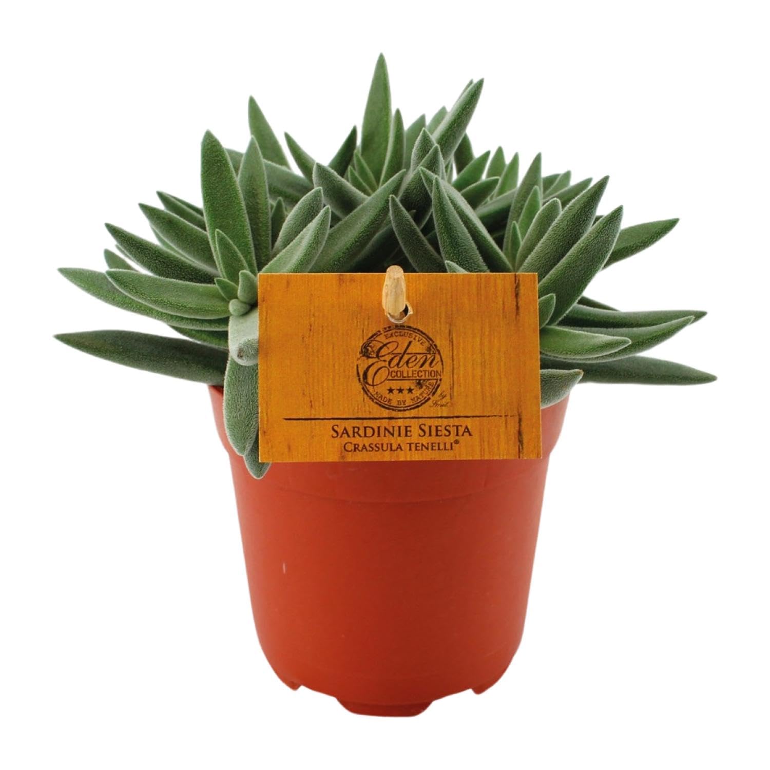 Crassula Tenelli - 15cm - Ø10,5cm - Pianta d'appartamento - Sempreverde - Cactus e piante grasse