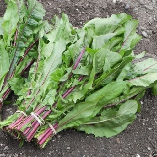 2000 Chicory Seed (Red Stem ) Italian Dandelion, Organic Vegetable Seeds ! #TOP23