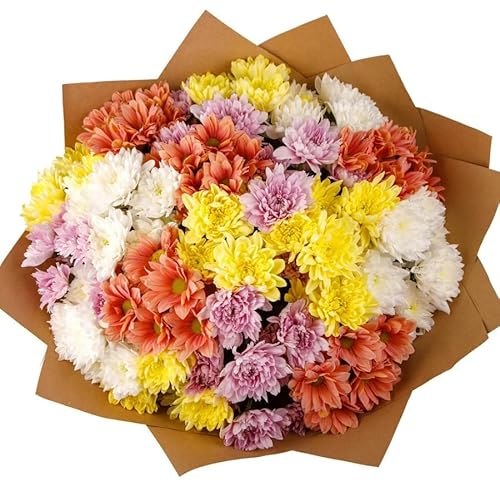 Ramo de Margaritas Naturales con 100 Flores Frescas de Color Vibrante y Elegante Chrysanthemum