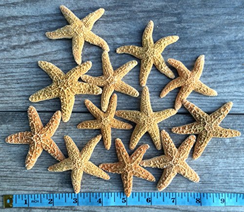Estrellas de mar de azúcar en pack de 12 piezas ideal para regalar a amantes del mar 3
