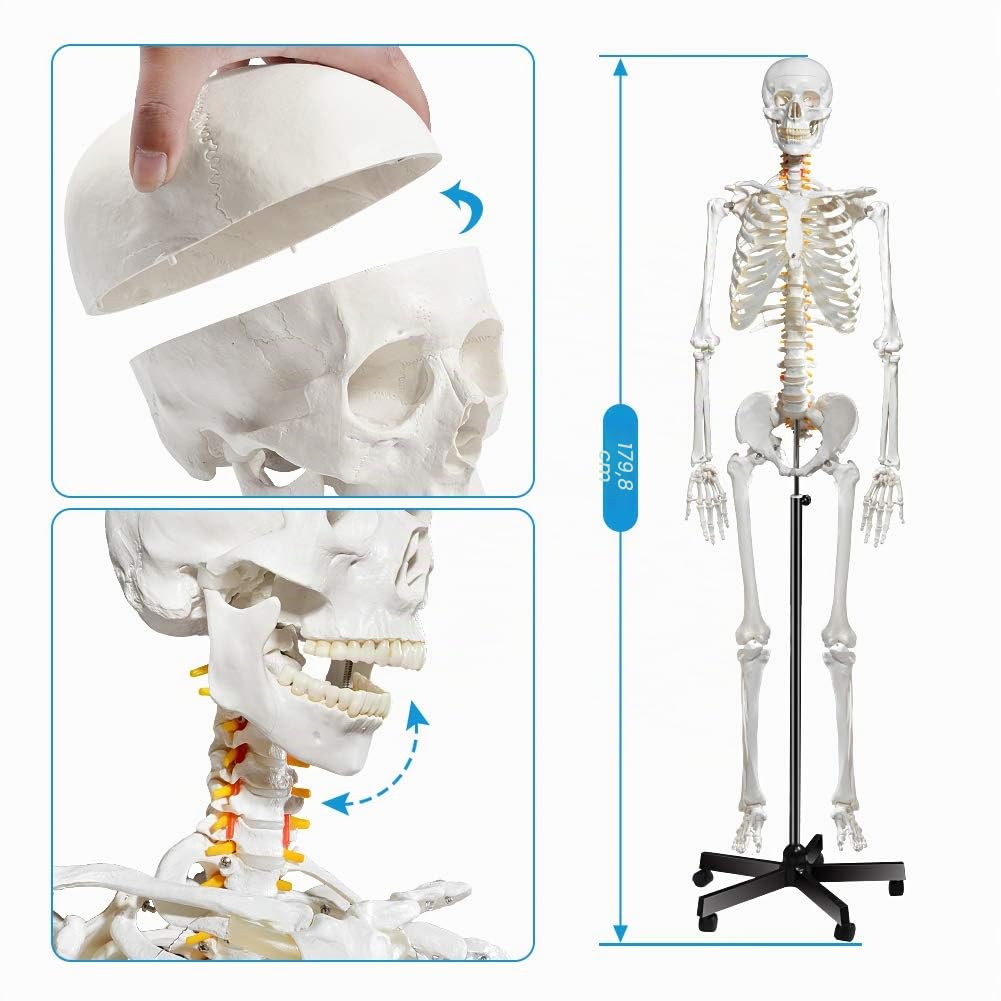 breesky Menschliches Skelett-Modell für Anatomie, lebensgroß, medizinisches menschliches Skelett-Modell mit Nervensystem, 179,8 cm, mit Rollständer Studium und Ausstellung von 3 Postern