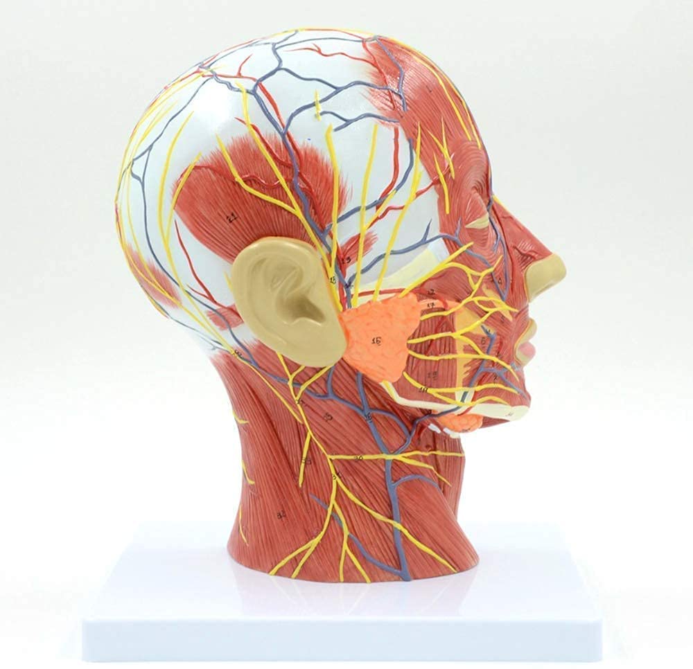 Anatomy Model, Assembly Anatomical Human Anatomical Half Head and Face Anatomy Brain Neck Median Section Study Model Muscular Anatomy, Veins, Arteries, Exposed Sinuses, Brain Anatomy Compatible with S