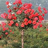  Pinkdose 100 piezas de flores raras plantas de rosal DIY Home Garden Plantas en maceta Plantas ornamentales de flores Bonsai Para balcÃ³n y amp; Yarda: MEZCLA
