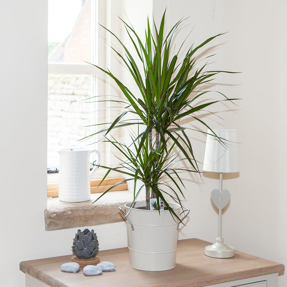 YouGarden Madagascar Dragon Tree House Plant, Air Purifying Dracaena marginata, Established in 12cm Pot, The Perfect Real Indoor Plant for Homes Or Offices, A Great Planting Gift