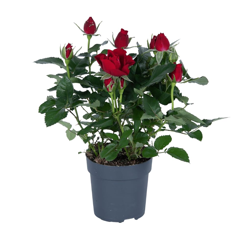 Rosa rossa in vaso, diametro 17 cm, altezza circa 45 cm, rosa da giardino robusta e facile da pulire, adatta per ombra parziale