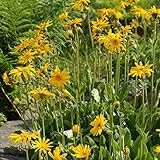 Palm Beach Medicinal Herbs - European Arnica (Arnica Montana) - Packet of 20 Seeds