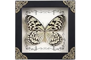 Handmade Butterfly Framed Taxidermy in Wooden Shadow Box