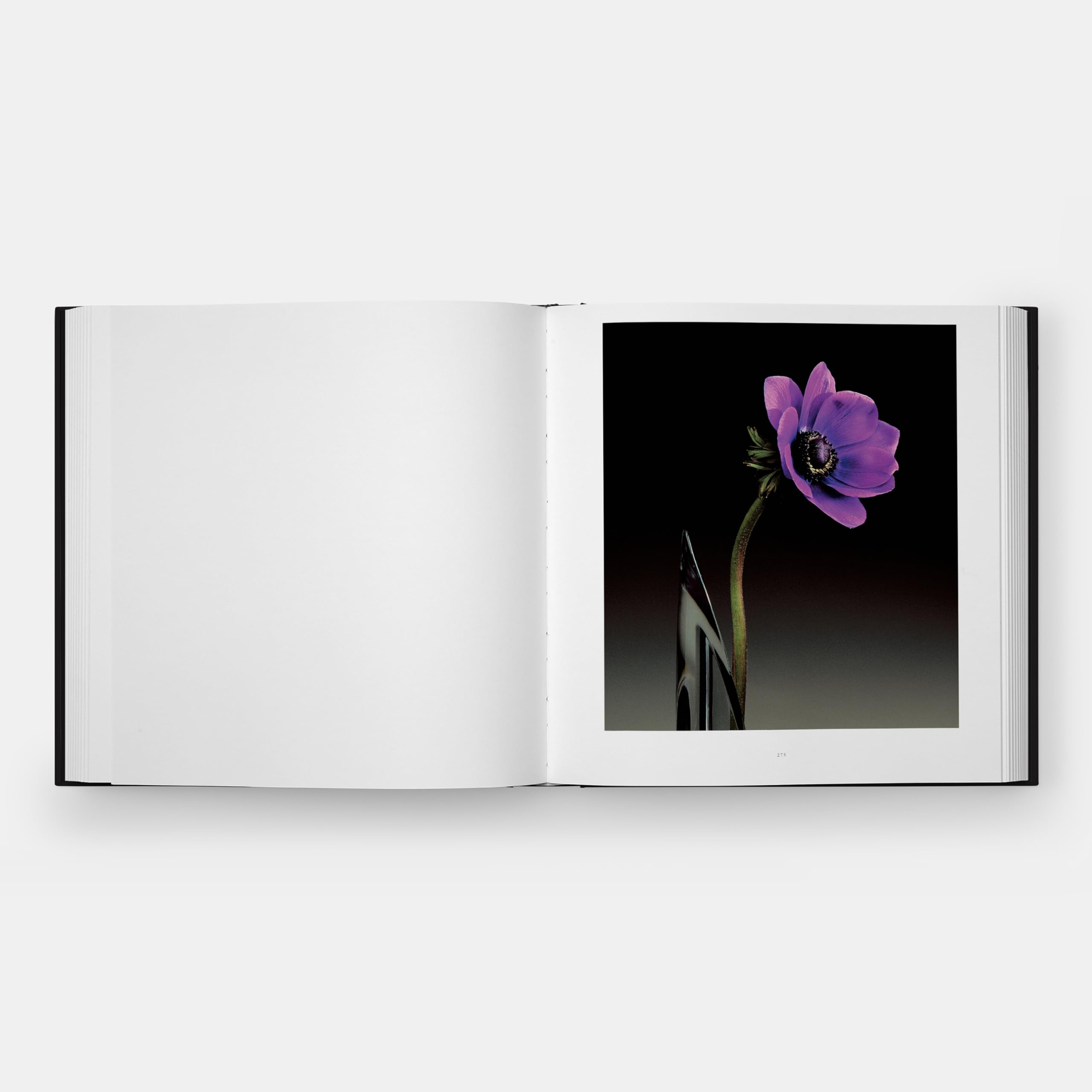 Flora: Les Fleurs de Mapplethorpe