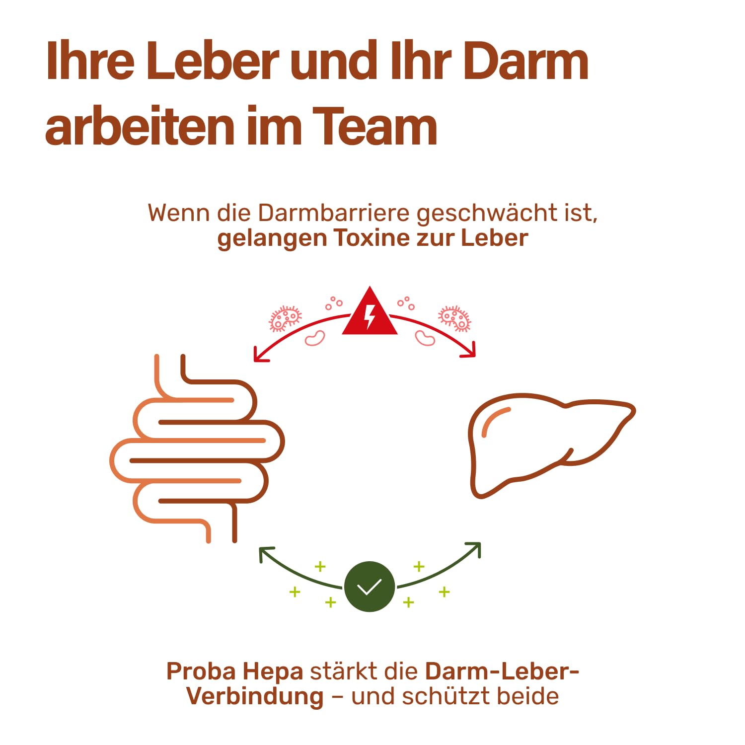 Nupure ProbaHepa Leber Komplex Kapseln – 5-in-1 Formel für Leberfunktion & Stoffwechsel mit Cholin, Mariendistel, Artischocke, Hericium & Lactobacillus