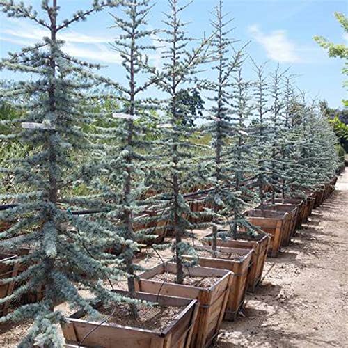 Chuxay Garden 5 Seeds Cedrus Atlantica,Glauca Group,Atlas Cedar,Blue Atlas Cedar Evergreen Tree Striking Landscaping Plant Excellent Addition To Garden #TOP5